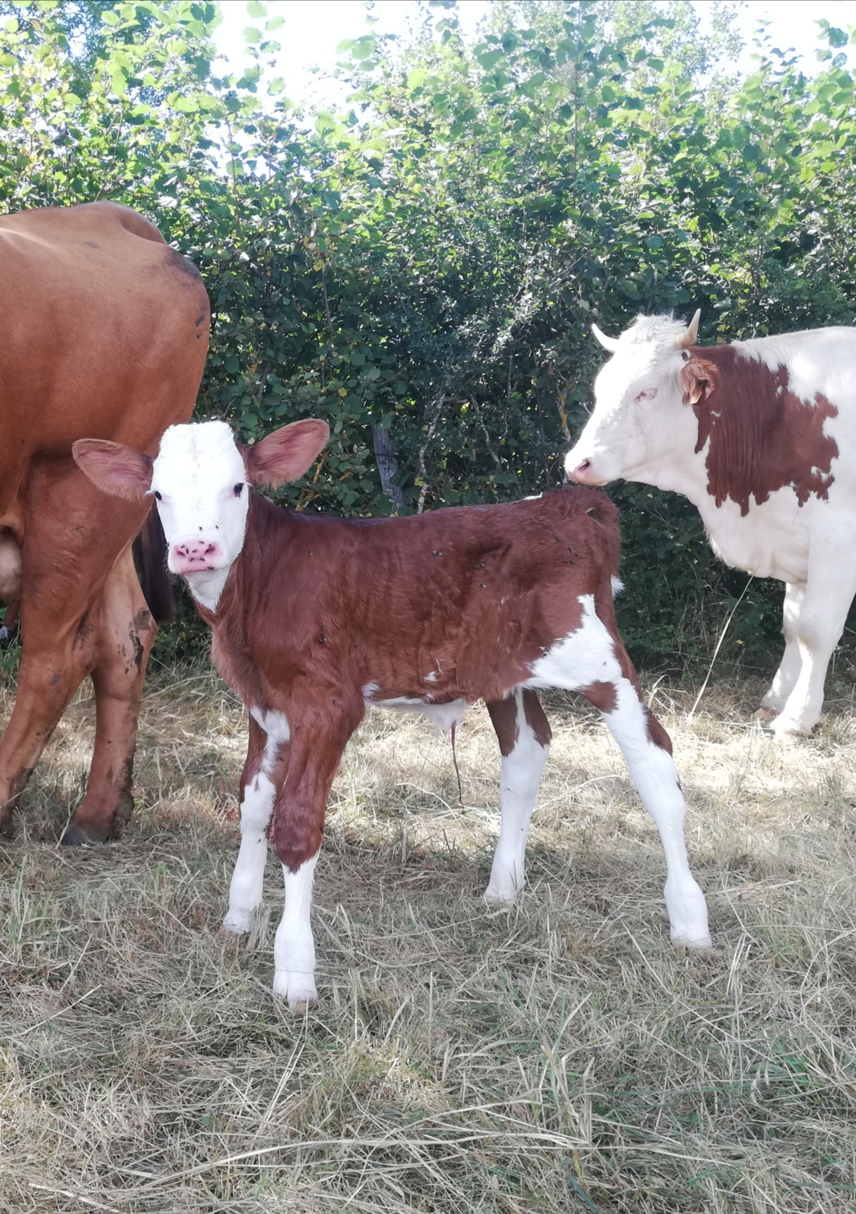 Troupeau GAEC Normand